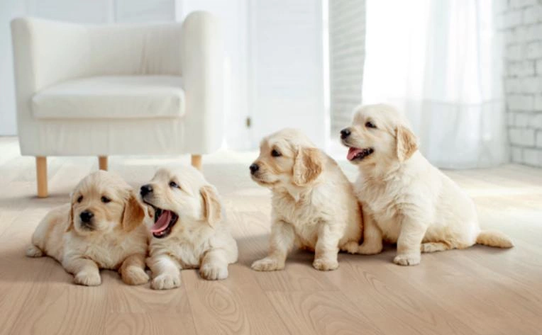 Anti Slip Finishes for Pets
